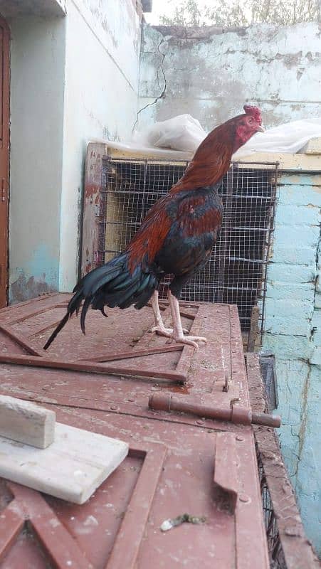 best quality biggest higheted sindi hens 3
