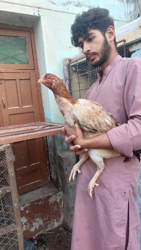 best quality biggest higheted sindi hens 4
