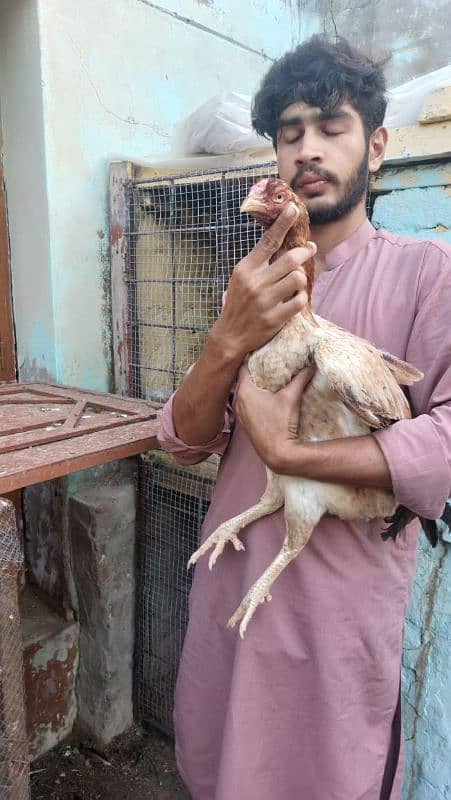 best quality biggest higheted sindi hens 5