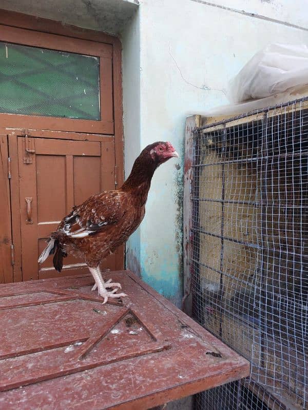 best quality biggest higheted sindi hens 6