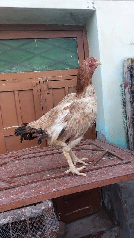 best quality biggest higheted sindi hens 7
