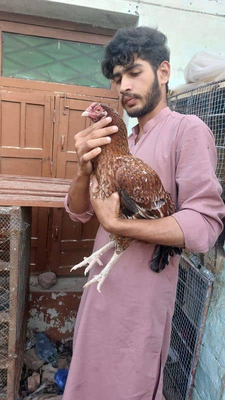 best quality biggest higheted sindi hens 8