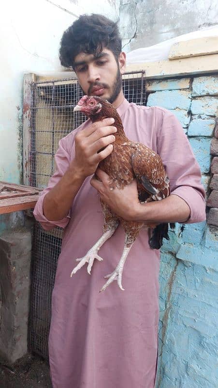 best quality biggest higheted sindi hens 11