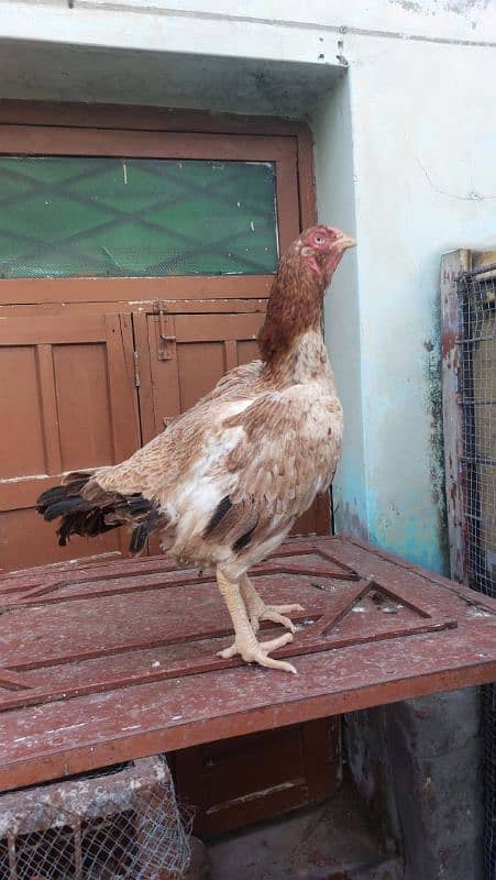 best quality biggest higheted sindi hens 12