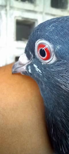 Dub wala kabooter kamger pigeon kabuter