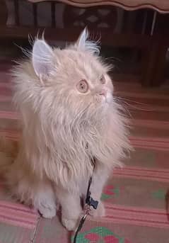 Persian