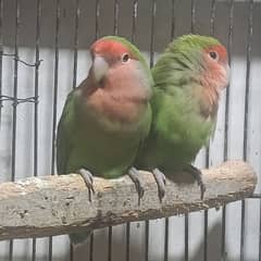 Peach-faced