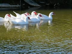 Russian Muscovy duck