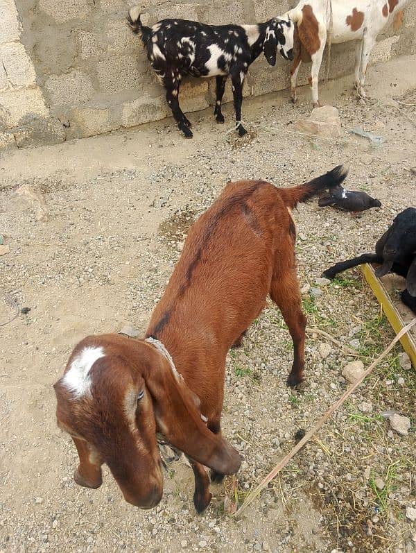 goats 2