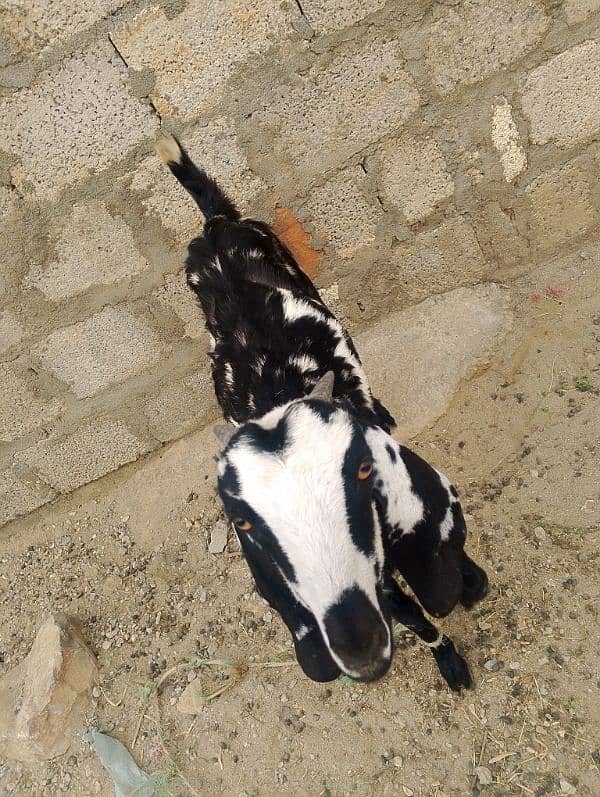 goats 3