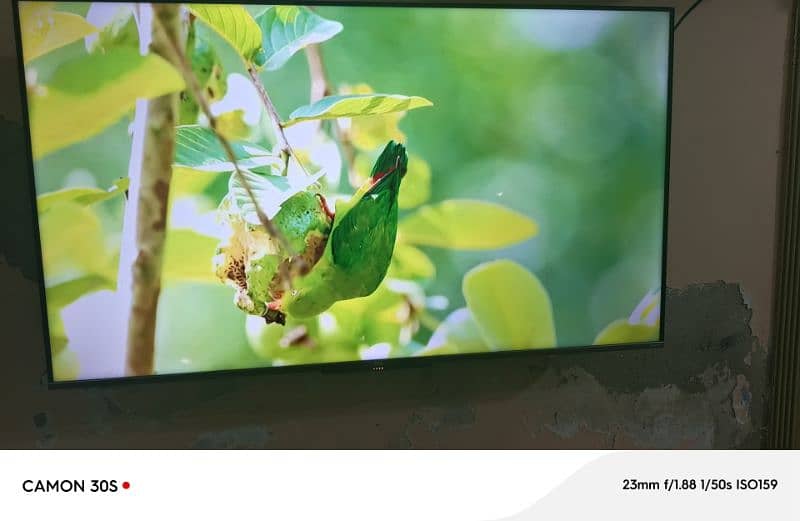 TCL Q LED 1