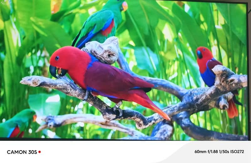 TCL Q LED 4
