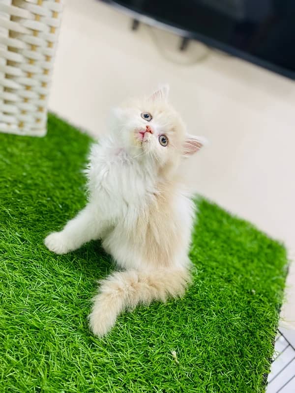 Exotic Persian Male kittens 0