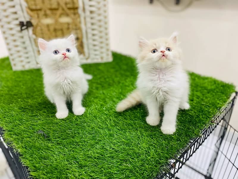 Exotic Persian Male kittens 1