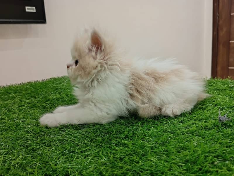 Exotic Persian Male kittens 2