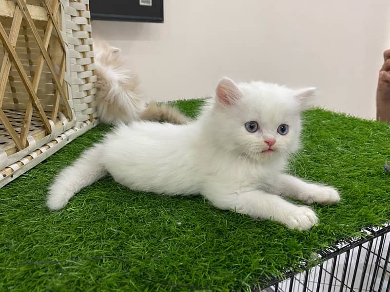 Exotic Persian Male kittens 3