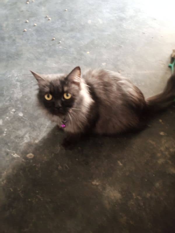 Persion Cat Triplle coat 1