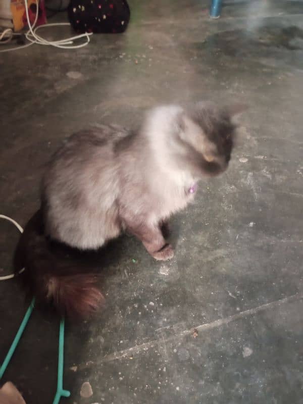 Persion Cat Triplle coat 2