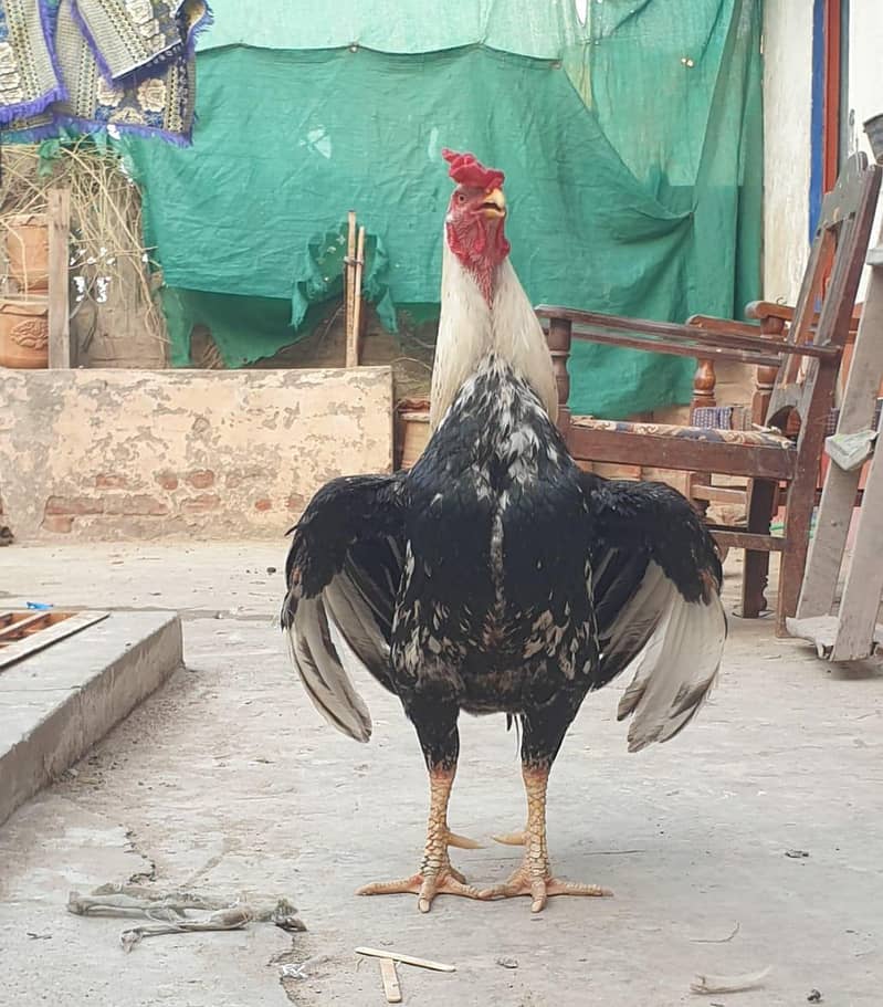 Old Blood Line Aseel Murga 0
