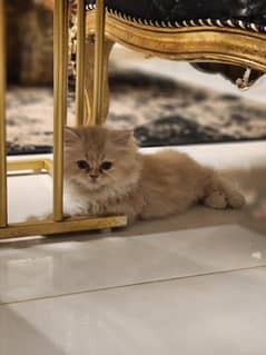 British long hair Male kitten