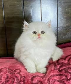 male and female kittens, blue eyes, odd eyes