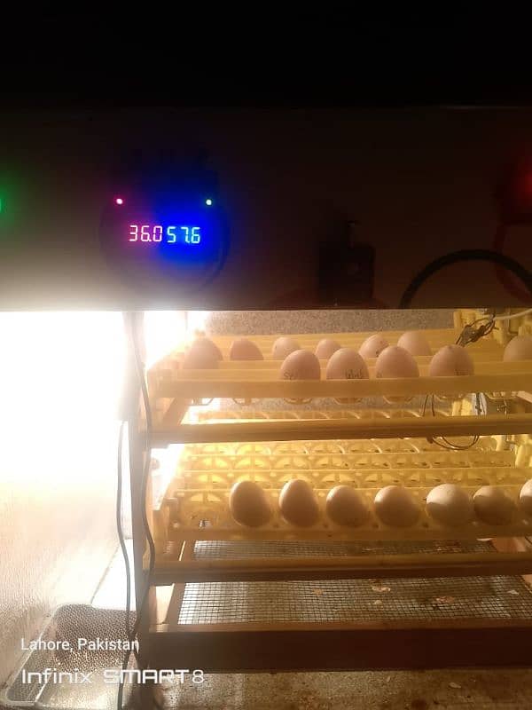 automatic hatching machine 4