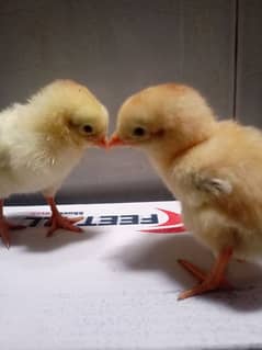 newly hatched aseel chicks 03424148688