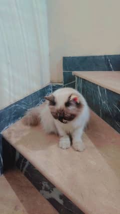 Persian cat in Himalayan