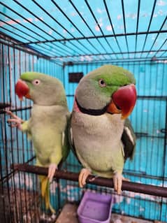 raw pair talking male