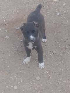 Afghan kuchi 02 females puppy available for sale