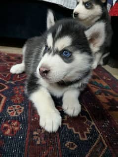 Siberian