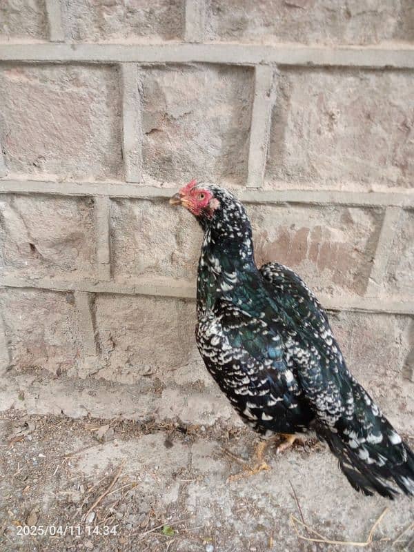 mianwali aseel cheeni Madi double Hadi ki Madi hai 3