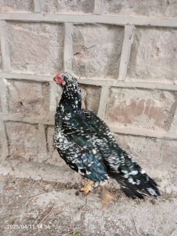 mianwali aseel cheeni Madi double Hadi ki Madi hai 4