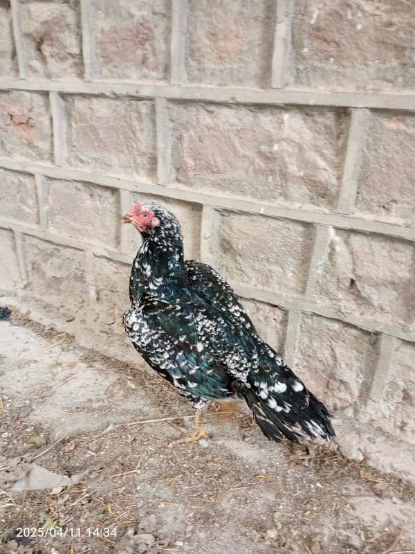 mianwali aseel cheeni Madi double Hadi ki Madi hai 5