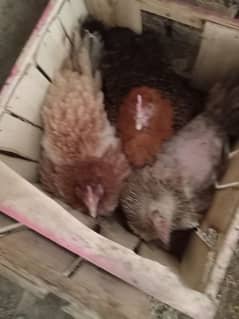 Mix Aseel Broody Hens