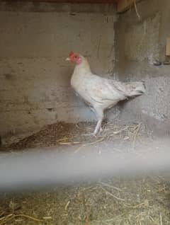 aseel