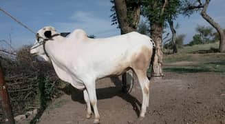 Fateh