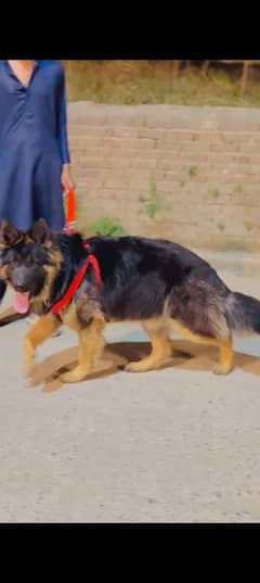 GERMAN SHEPHERD LONG COAT TOP QUALITY DOG FULLY ACTIVE