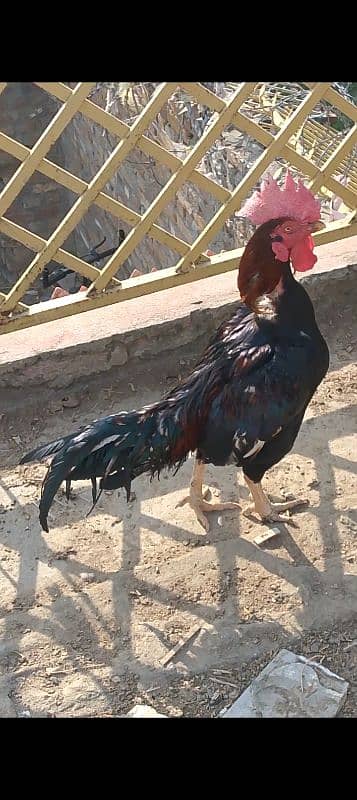 Beghum Aseel Murgha + Pure Aseel Hen White +Black Mianwali+Brown 0