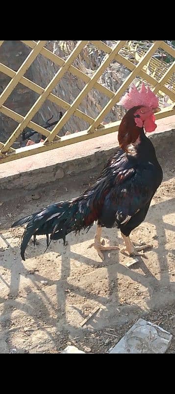 Beghum Aseel Murgha + Pure Aseel Hen White +Black Mianwali+Brown 2