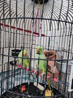 pair