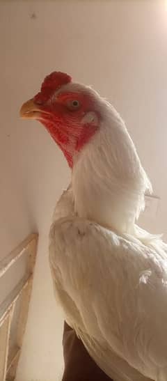Oh white king size shamo breeder pair