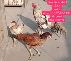 Aseel