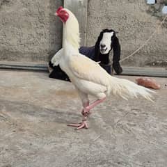 Heera