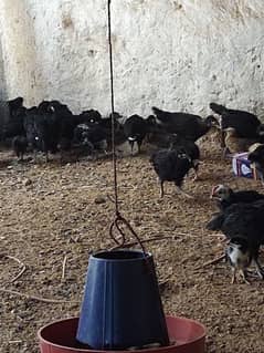 Australorp chichs available/Australorp agg|incubator|black publish