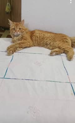 Persian cat