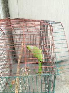 parrot