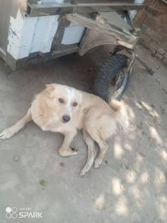 Russia dog