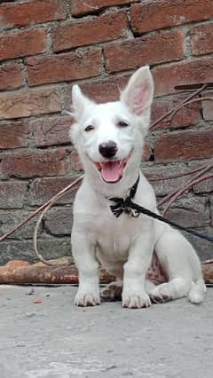 white Russian female