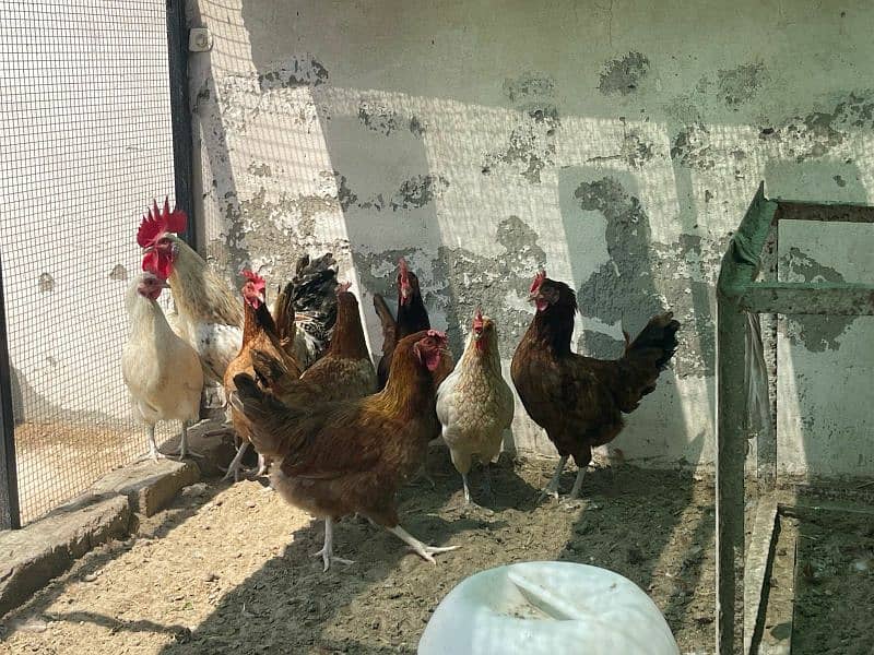 5 Murgia and 1 Murga for Sale 1